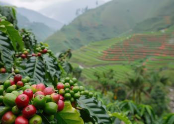 Agronegócio mineiro alcança PIB recorde de R$ 235 bilhões em 2024