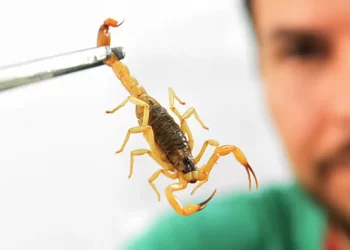 Médica é indiciada após morte de criança picada por escorpião em Itanhomi