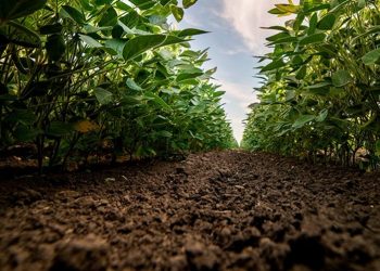 Crédito rural cai 5% em MG