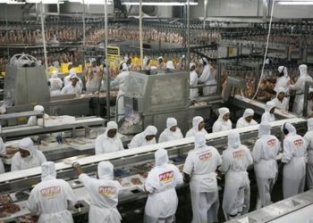 Investimentos em granjas na Zona da Mata