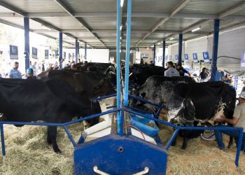 Presença marcante da Cooperativa Vale do Rio Doce movimenta Expoagro GV 2025