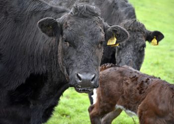 IMA recomenda maior vigilância em rebanho de herbívoros até normalização da vacina contra a raiva
