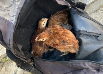 Após furtar galinhas, homem retorna ao local e tenta levar pintinhos