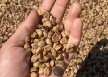 Cafés especiais ganham destaque na ExpoAgro GV 2025