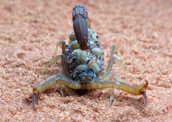 Prevenção e cuidados com os escorpiões