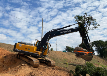 Pau-Brasil é retirado de área de obras de duplicação e replantado no Parque Dona Sinhá em Valadares