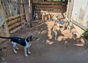 Ações do MPMG revelam maus-tratos a cães em Gonzaga; um homem foi preso