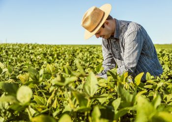 Sicredi disponibiliza R$ 68 bilhões no Plano Safra 2025/2026