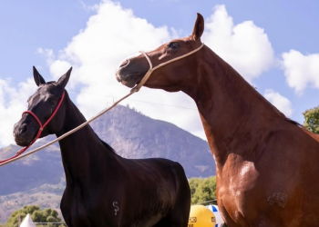 Veja como participar de cursos gratuitos sobre práticas sustentáveis no campo durante a ExpoagroGV