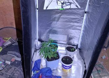 PM prende homem após descoberta de estufa de maconha