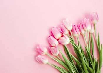 Praça dos Pioneiros recebe 19ª Festa das Flores na próxima semana