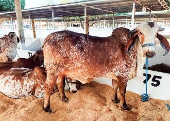 Julgamentos de animais começam nesta quinta-feira na ExpoAgro GV