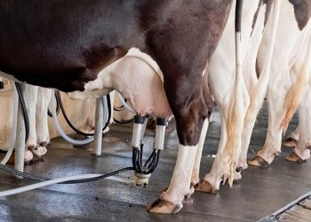 Preço do leite cai em Minas