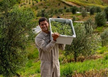 Azeite mineiro é 3º melhor do mundo