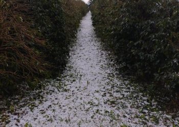 Sistema Faemg Senar orienta produtores afetados por granizo