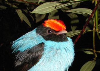 Estudo revela espécies raras, ameaçadas e endêmicas na Serra do Espinhaço