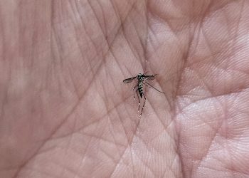 Valadares adota drones para identificar e combater focos do Aedes aegypti
