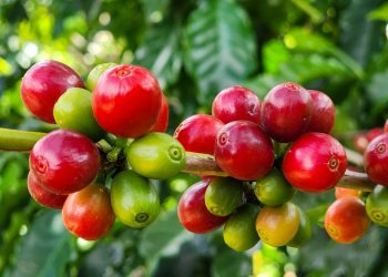 Exportações do agronegócio mineiro crescem 17% no período de janeiro a julho