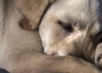 Câmara de Fabriciano realiza audiência sobre maus-tratos e abandono de animais