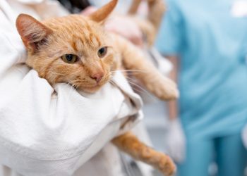 Valadares vacinou mais de 12 mil cães e gatos contra a raiva em um único dia
