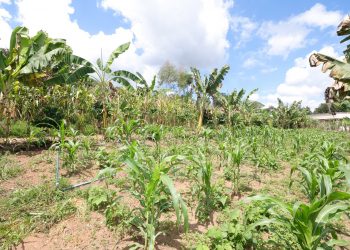 Minas institui Polo Agroecológico nos Vales do Jequitinhonha e Mucuri
