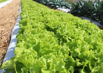 Crise climática ameaça cultivo de alface em campo aberto, diz Embrapa
