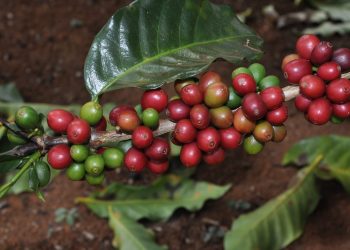 Exportações do agro mineiro mantêm crescimento e alcançam US$ 12,8 bilhões