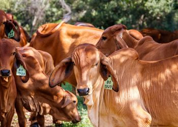 Programas de Rastreabilidade Bovina: Por que o Brasil Precisa Avançar?