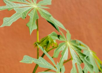 Alerta fitossanitário para a Vassoura-de-Bruxa da Mandioca