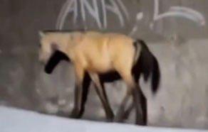 Cavalo é resgatado por bombeiros após ficar preso em talude em Teófilo Otoni; veja vídeo