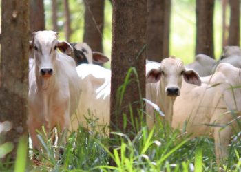 Sistema Faemg Senar lança Informativo de Pecuária de Corte