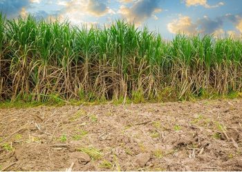 Valor da produção agrícola cresce em Minas