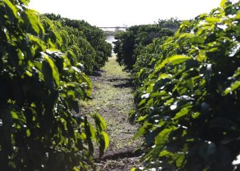 Triângulo entre os maiores produtores