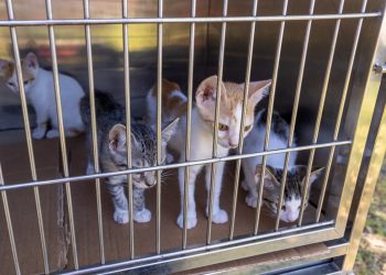 Cemig une proteção aos animais e à população durante feira de adoção em Valadares