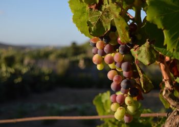 Criador dos vinhos de inverno diz que Minas tem futuro na produção global