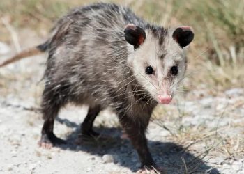 Temporada de gambás alerta moradores de Valadares