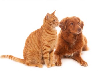 Como funciona o RG para cães e gatos?