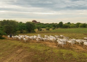 Exercício simulado de atendimento a foco de febre aftosa
