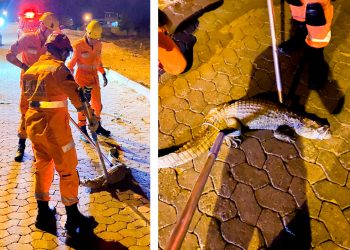 Bombeiros capturam jacaré em via pública de Araçuaí