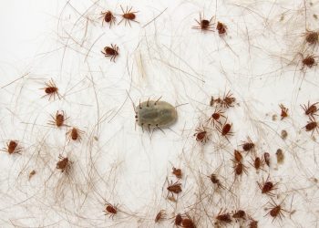 Caratinga confirma primeira morte por febre maculosa em 2025