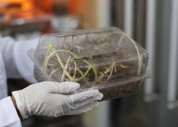 Tecnologia mineira impulsiona uso da macaúba como biocombustível para a aviação