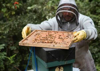 Seminário Apícola reúne produtores no Vale do Aço para fortalecer cadeia do mel