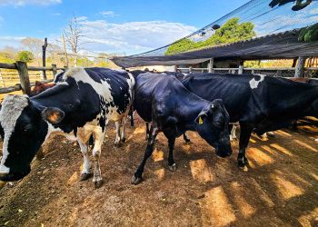 Emater-MG alerta sobre importância da vacinação e do controle de parasitas no rebanho bovino