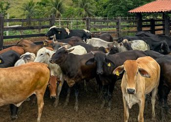 Manejo e genética elevam taxa de concepção para 76% na Fazenda Baixa do Bugre
