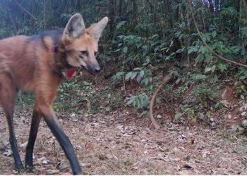 Lobos do Caraça adaptados aos visitantes
