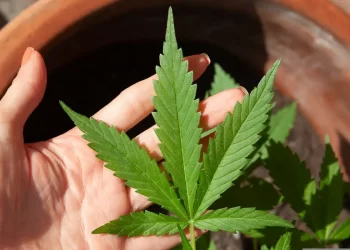 STJ adia prazo para regulamentação do plantio de cannabis medicinal