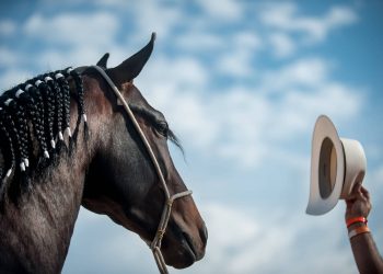 Mais de 150 animais participam da Exposição Natalina Mangalarga Marchador