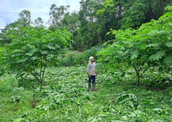 CENIBRA transforma resíduos industriais em solução para áreas degradadas