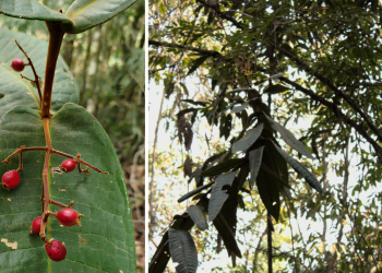 Nova espécie de árvore é descoberta em Coronel Fabriciano