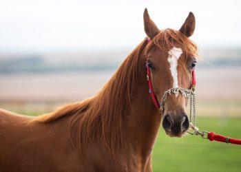 Passaporte equestre é oficializado em Minas Gerais